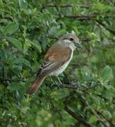 Red-backed Shrike