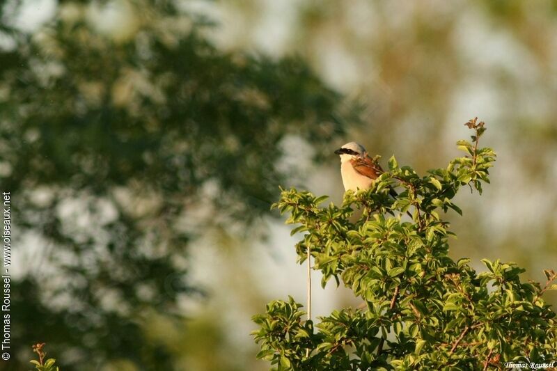 Red-backed Shrike male adult