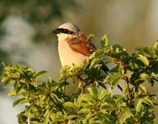 Red-backed Shrike