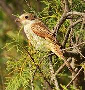 Red-backed Shrike