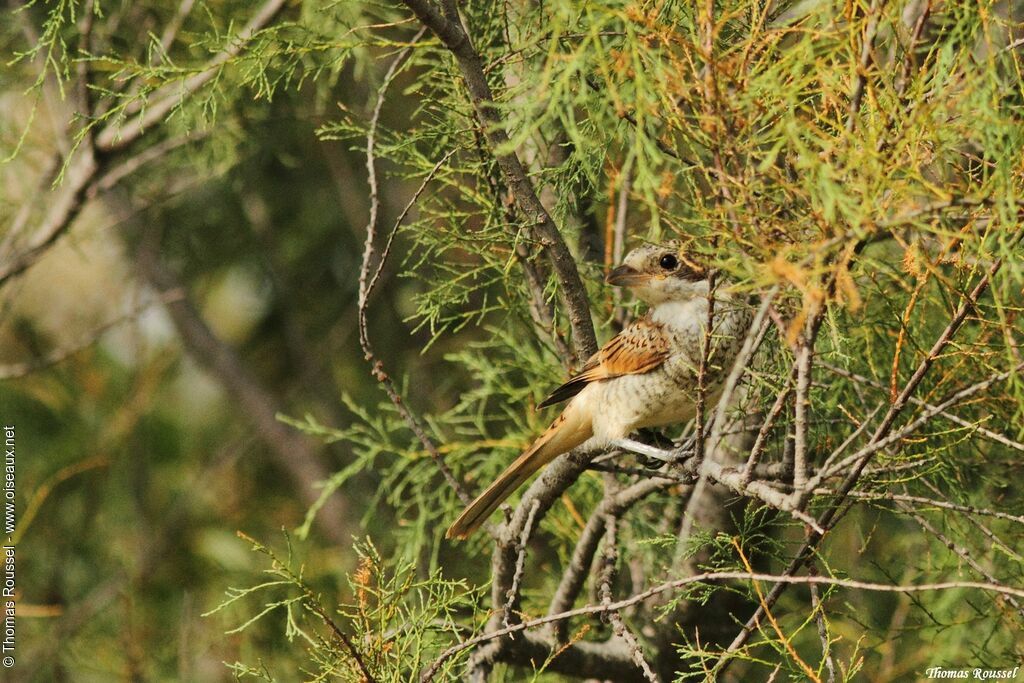 Red-backed Shrikejuvenile