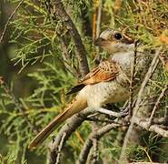 Red-backed Shrike