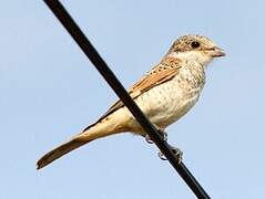 Red-backed Shrike