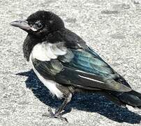 Eurasian Magpie