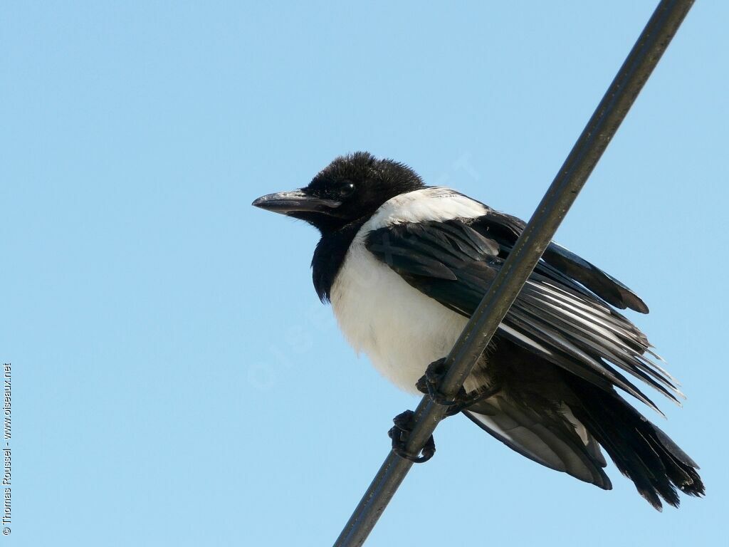 Pie bavardejuvénile, identification