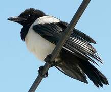 Eurasian Magpie