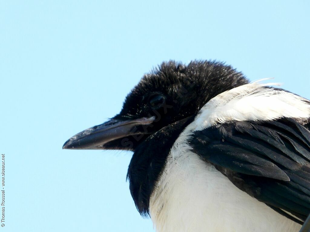 Eurasian Magpiejuvenile, identification