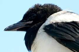 Eurasian Magpie