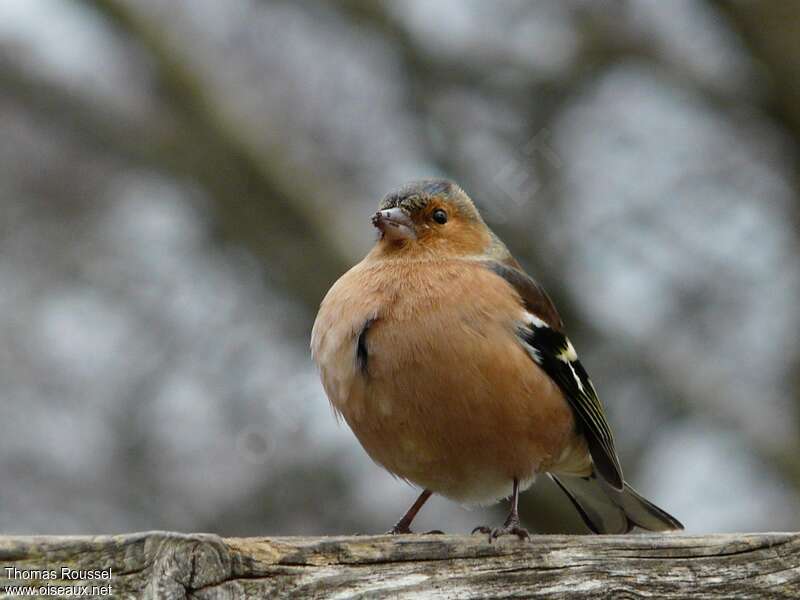 Common Chaffinch male adult, Behaviour