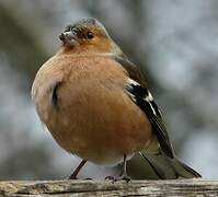 Eurasian Chaffinch