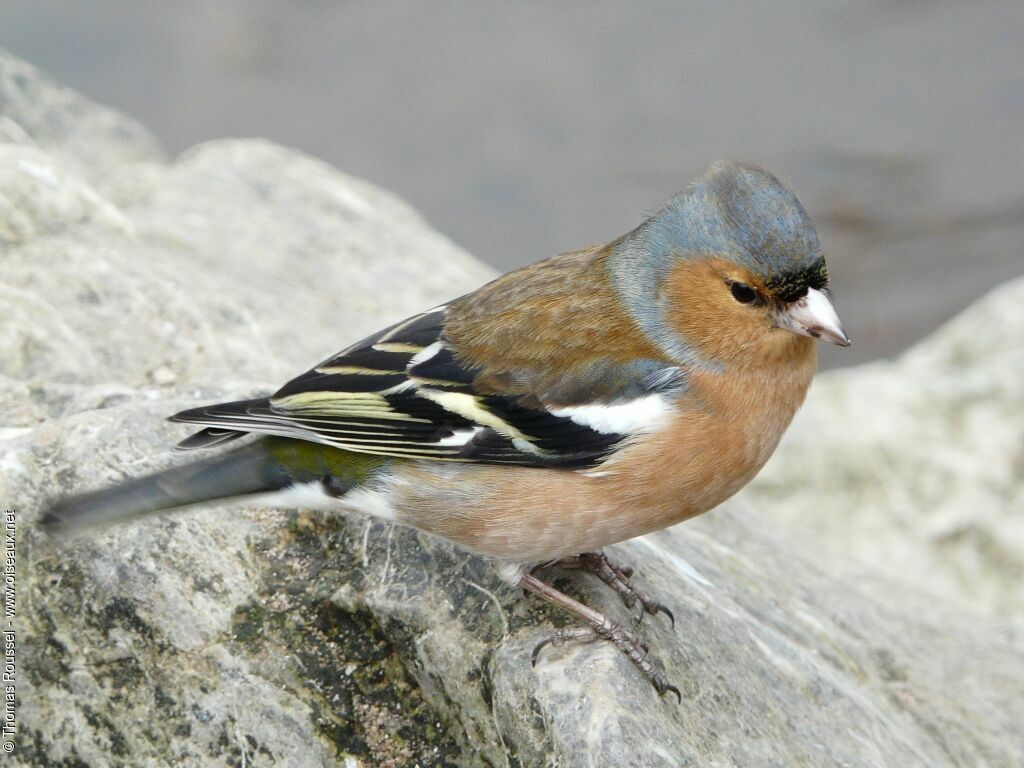 Common Chaffinch male adult, identification