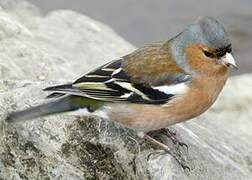 Eurasian Chaffinch