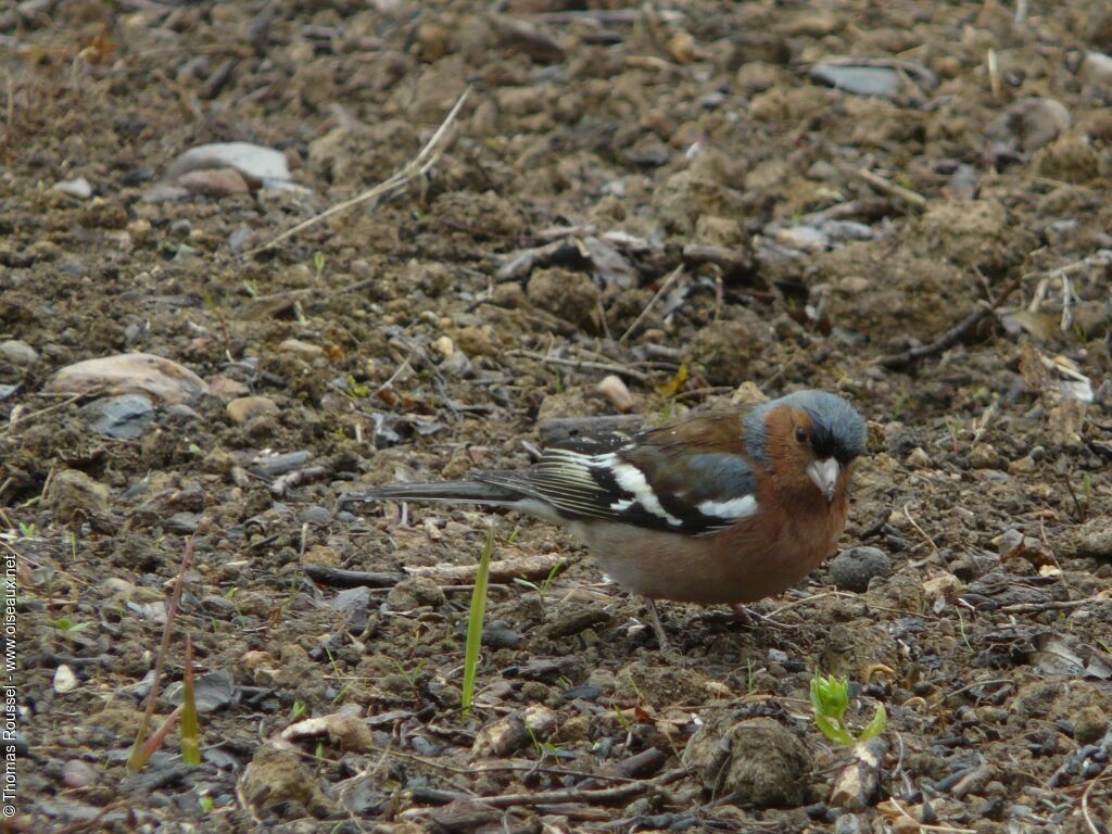 Pinson des arbres mâle adulte, identification