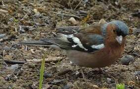 Eurasian Chaffinch