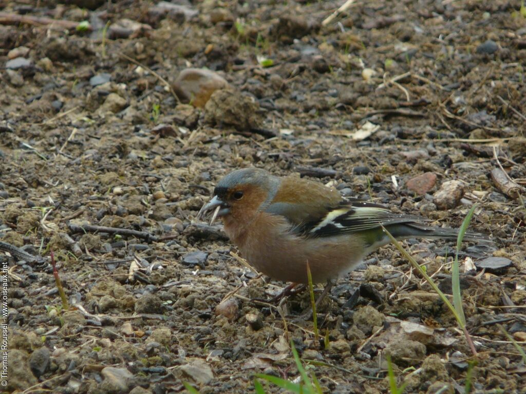 Common Chaffinch male adult, identification