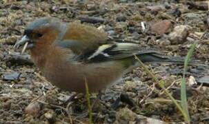 Eurasian Chaffinch