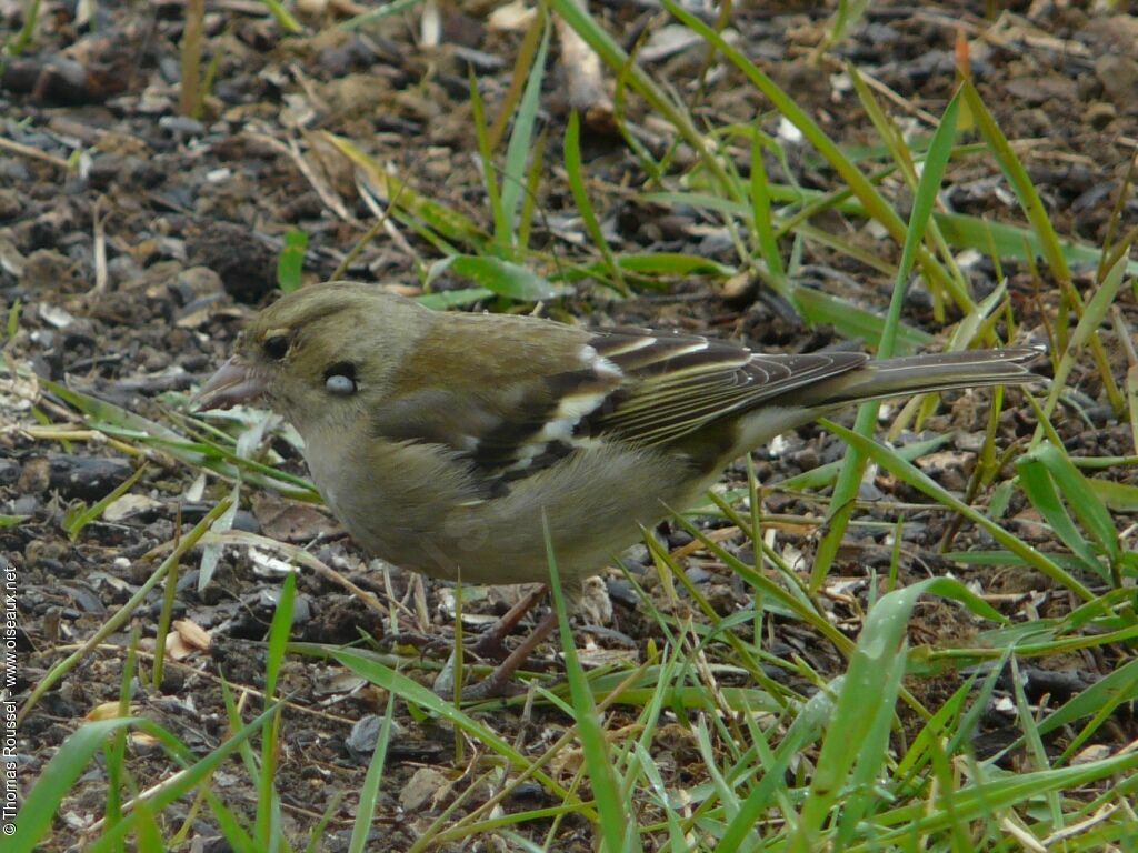 Common Chaffinch female adult