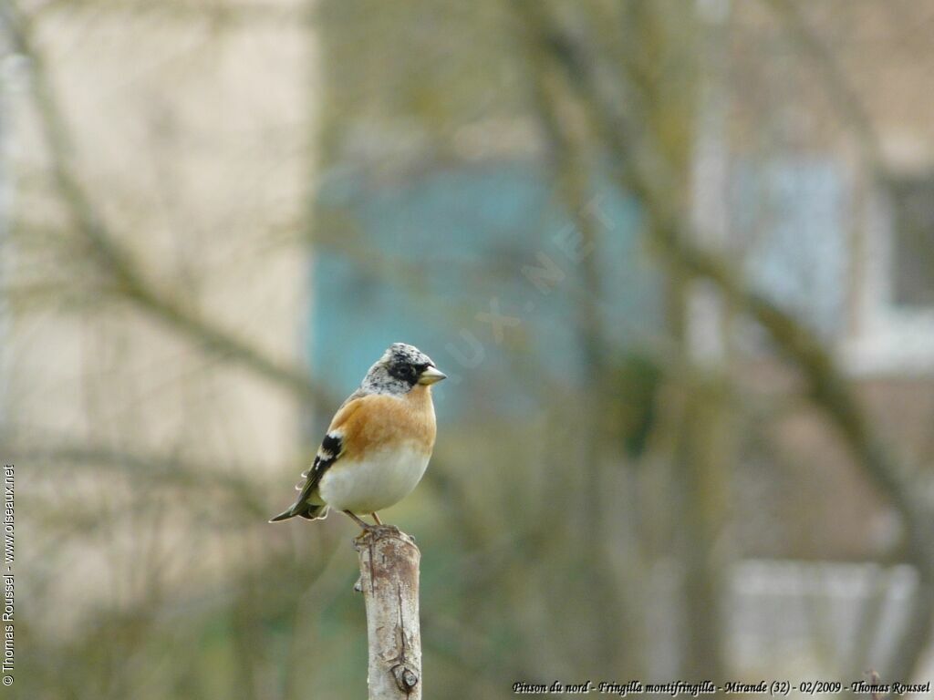 Brambling male adult