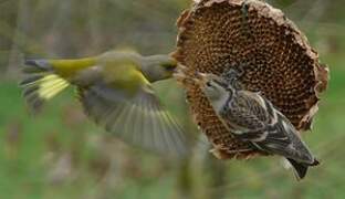 Brambling