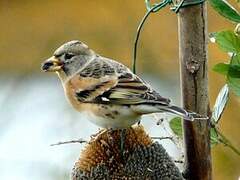 Brambling