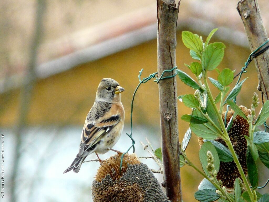 Brambling female