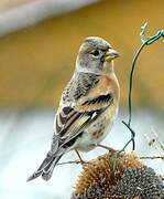 Brambling