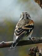 Brambling