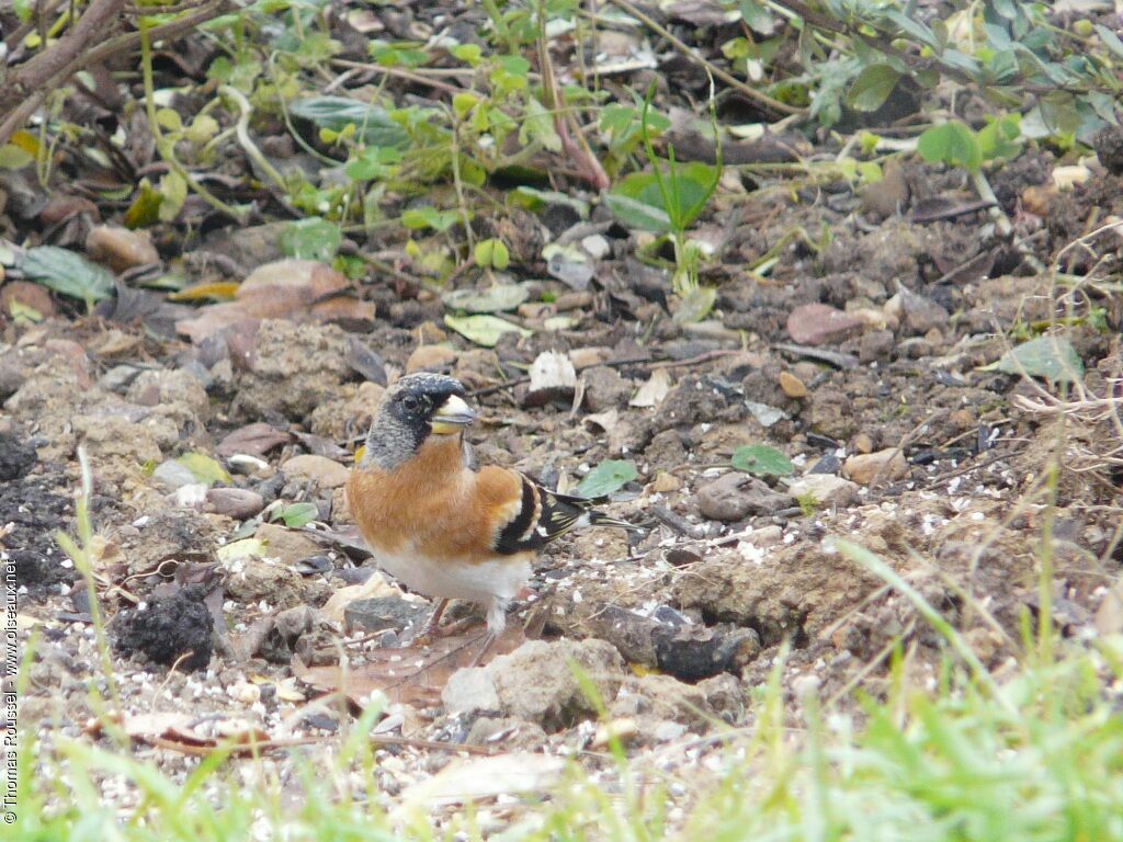 Brambling male adult