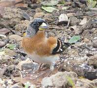 Brambling