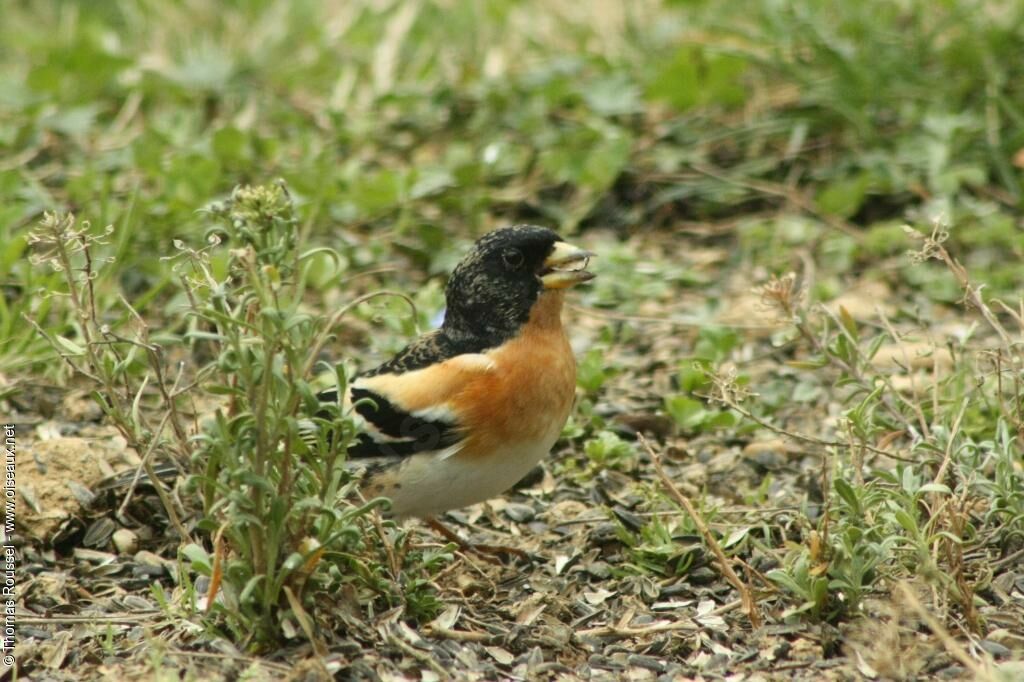 Brambling male adult