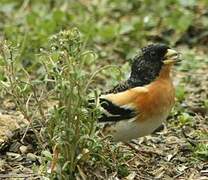 Brambling