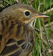 Meadow Pipit