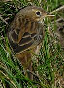 Meadow Pipit