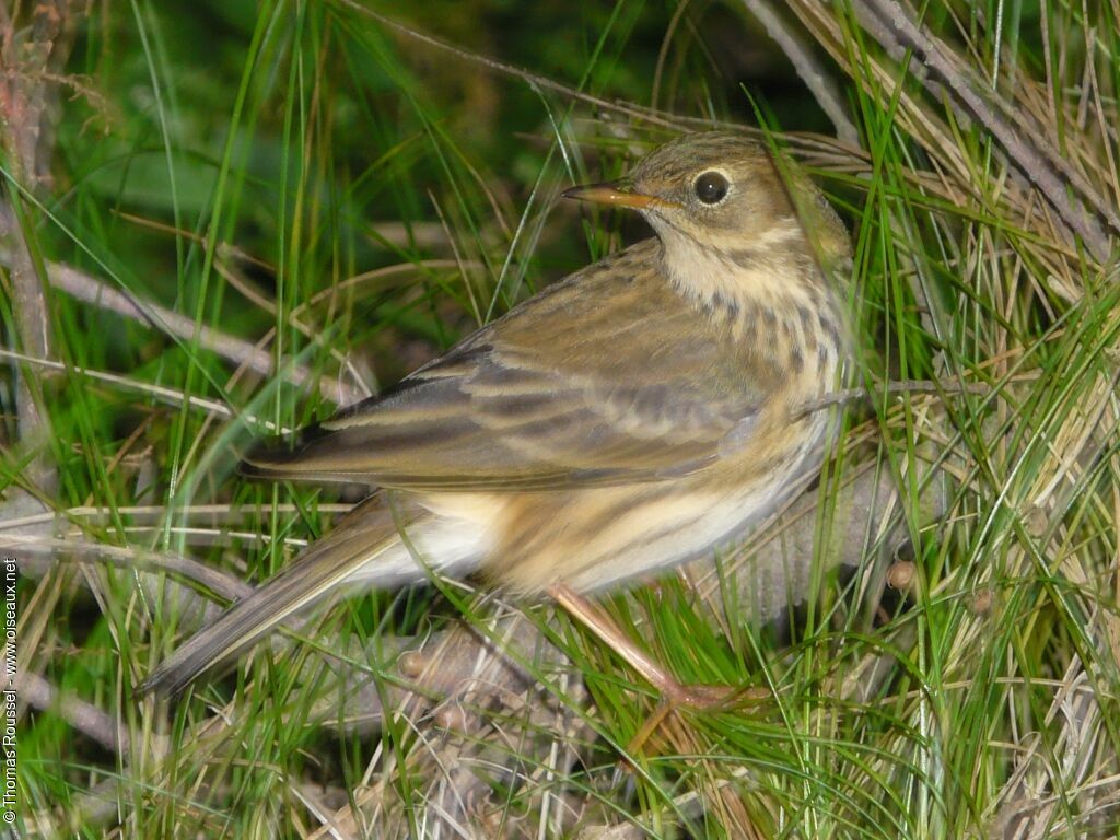 Pipit farlouse, identification