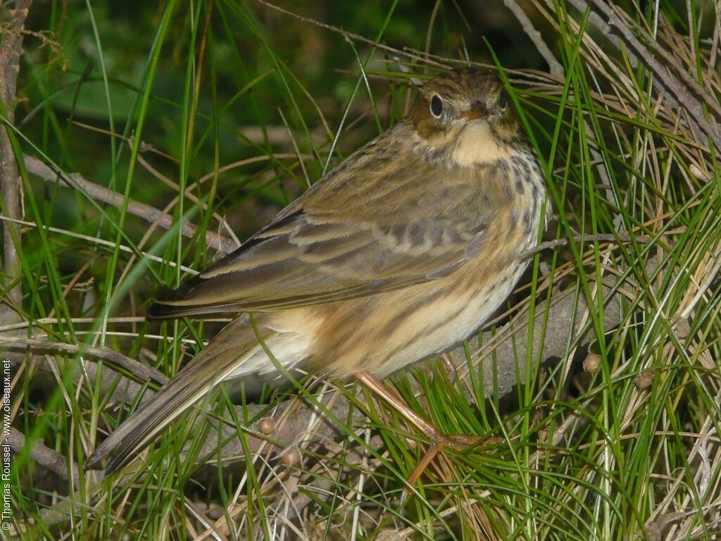 Meadow Pipit, identification