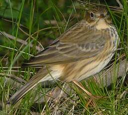 Pipit farlouse