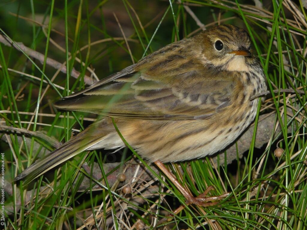 Pipit farlouse, identification