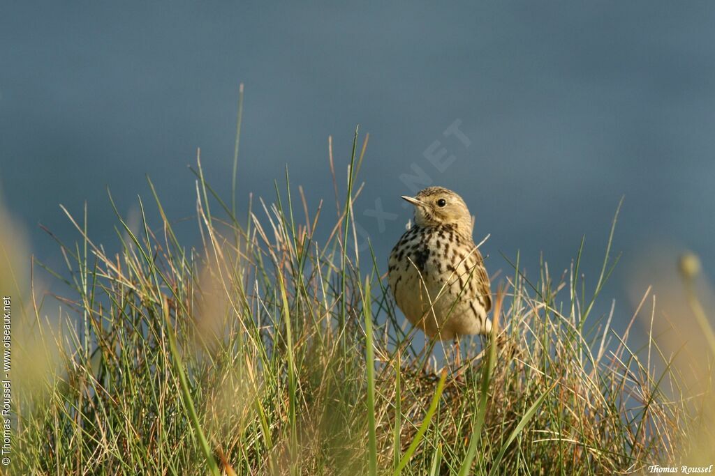 Meadow Pipit