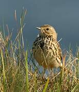 Meadow Pipit