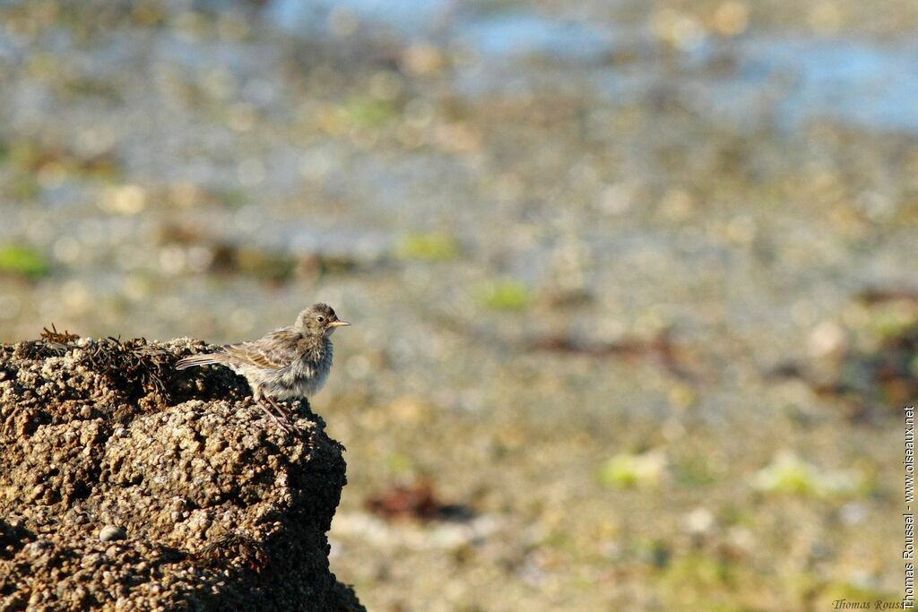 Eurasian Rock Pipit