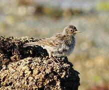 European Rock Pipit