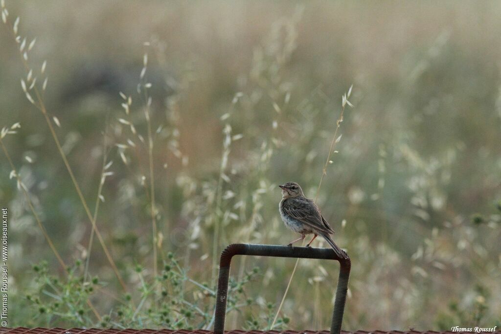 Pipit rousseline, identification