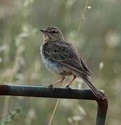 Pipit rousseline