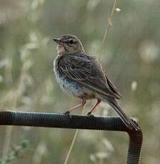 Pipit rousseline