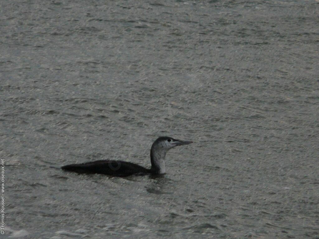 Plongeon catmarin, identification