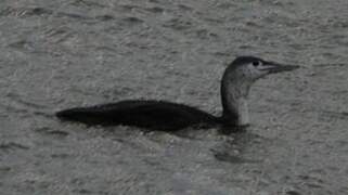 Red-throated Loon