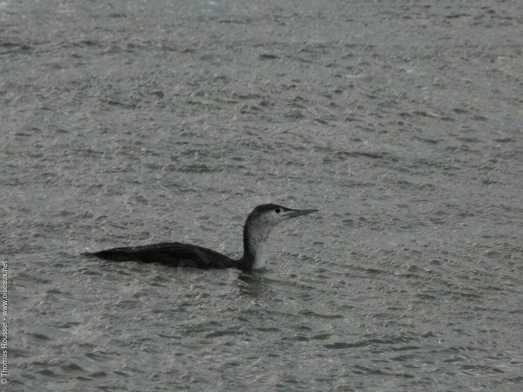 Plongeon catmarin, identification