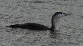 Red-throated Loon