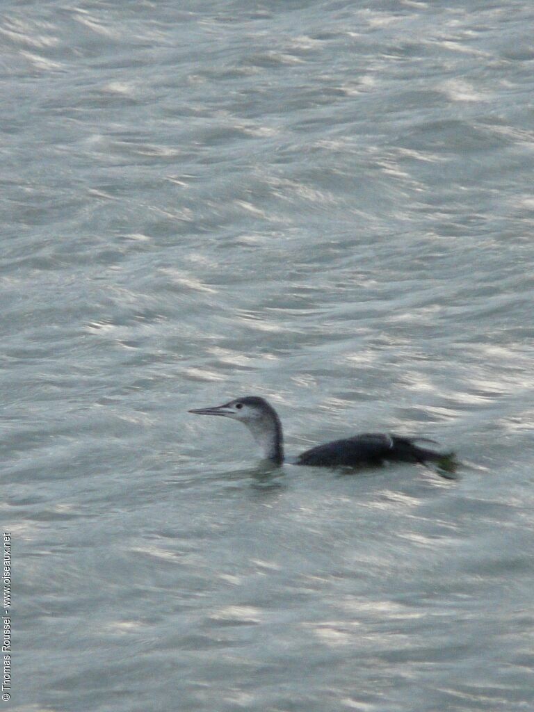 Red-throated Loon