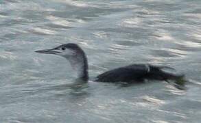 Red-throated Loon